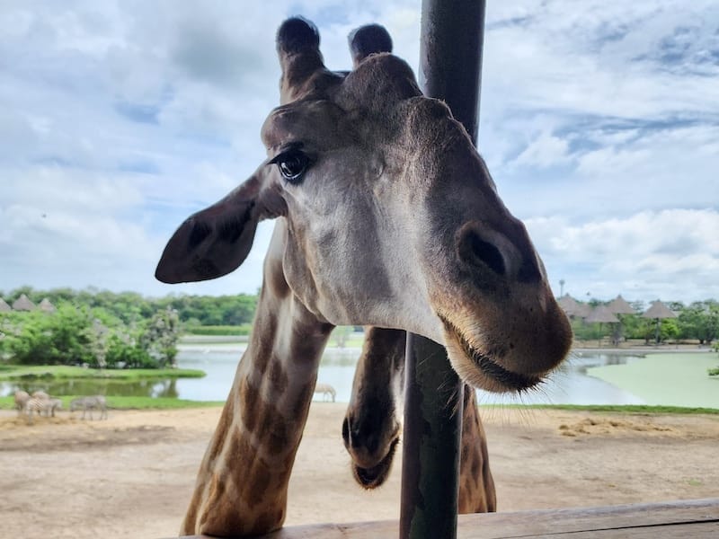 2024-11-05 真的泰好玩Day4-1曼谷野生動物園(