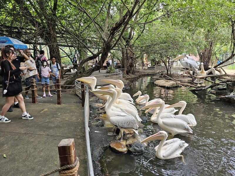 2024-11-05 真的泰好玩Day4-1曼谷野生動物園(