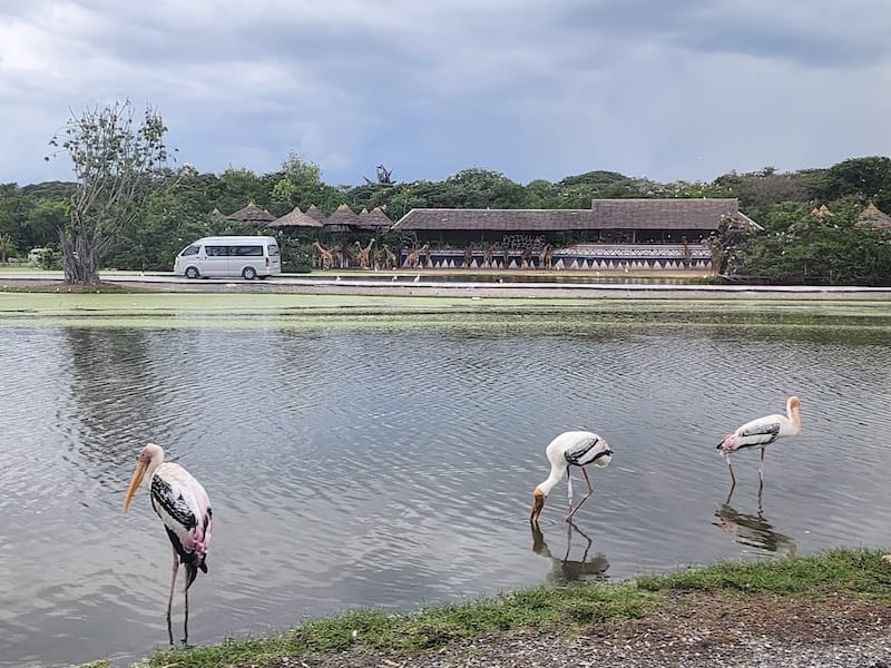 2024-11-05 真的泰好玩Day4-1曼谷野生動物園(