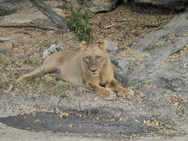 2024-11-05 真的泰好玩Day4-1曼谷野生動物園(