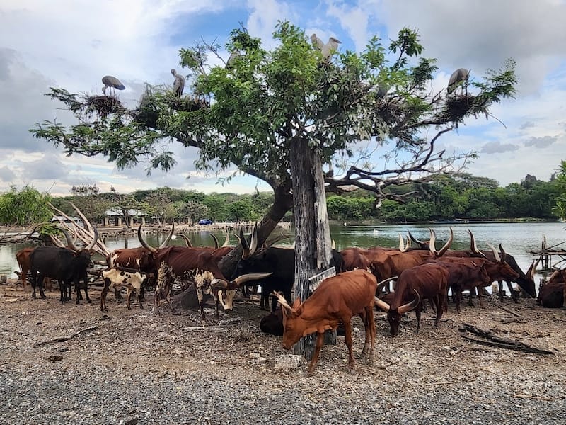2024-11-05 真的泰好玩Day4-1曼谷野生動物園(