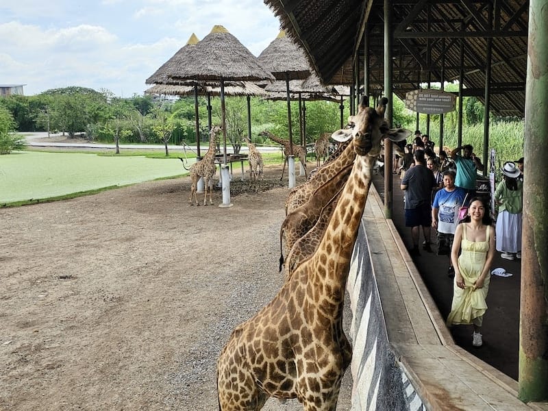 2024-11-05 真的泰好玩Day4-1曼谷野生動物園(