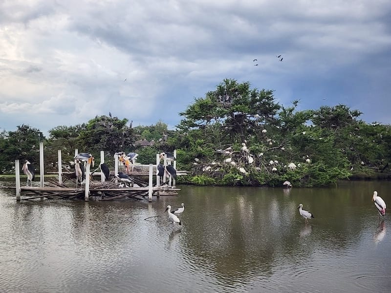 2024-11-05 真的泰好玩Day4-1曼谷野生動物園(