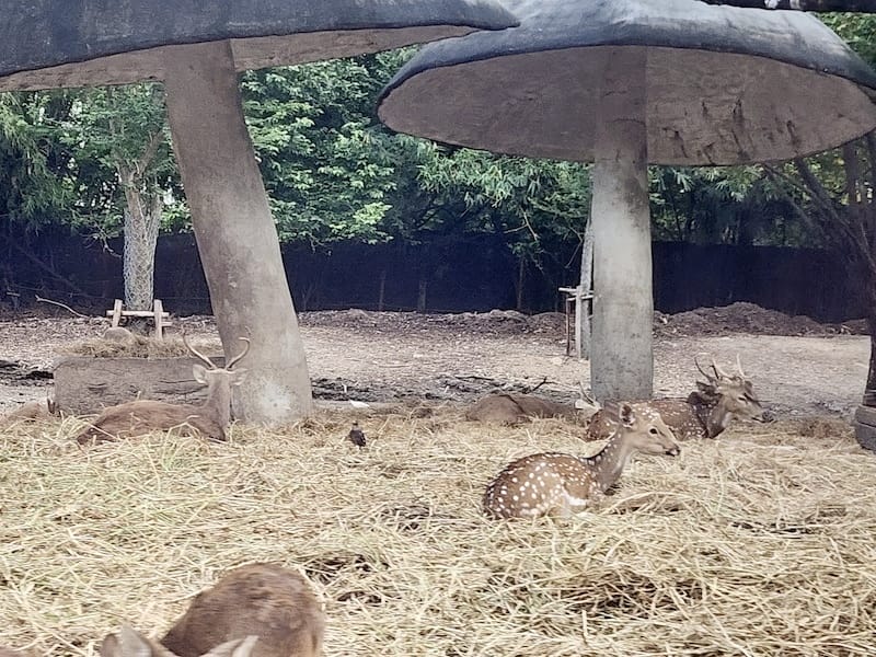 2024-11-05 真的泰好玩Day4-1曼谷野生動物園(