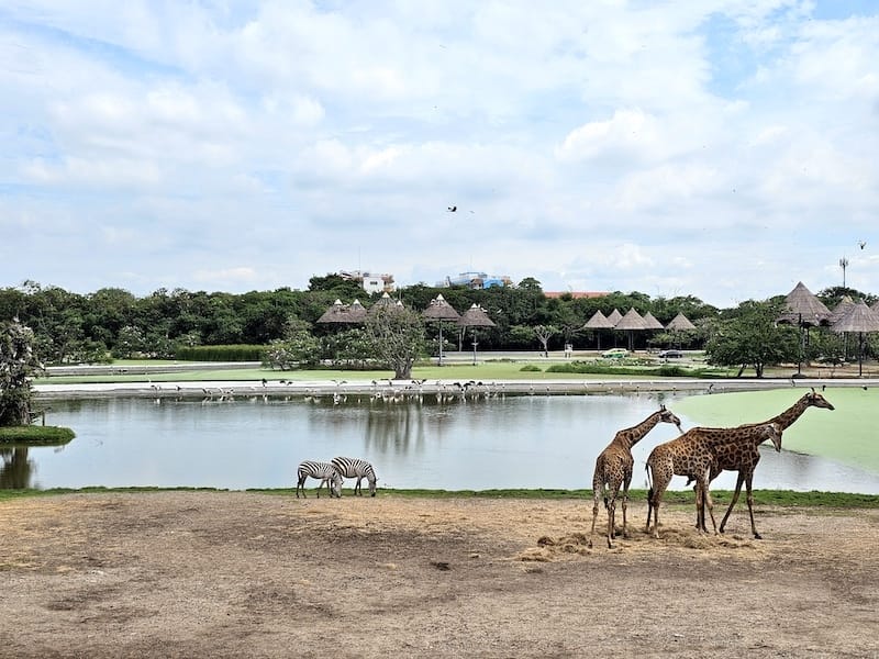 2024-11-05 真的泰好玩Day4-1曼谷野生動物園(