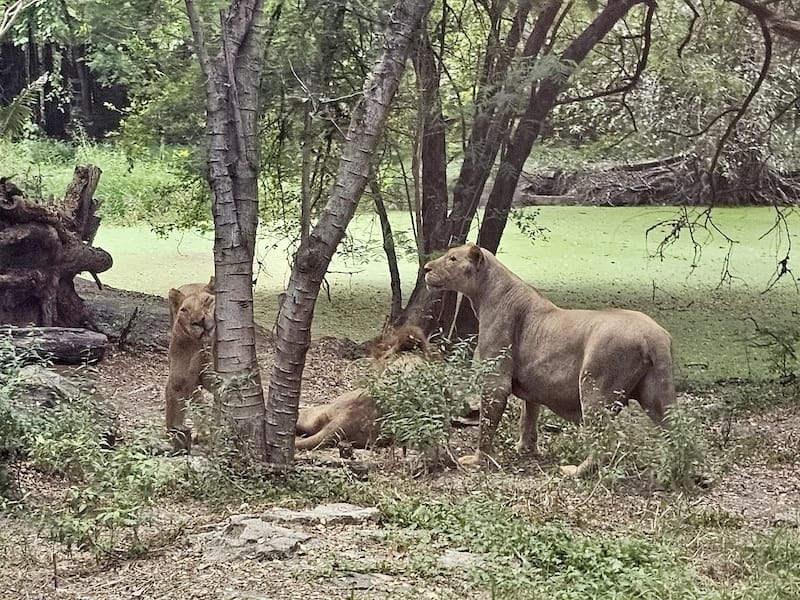 2024-11-05 真的泰好玩Day4-1曼谷野生動物園(