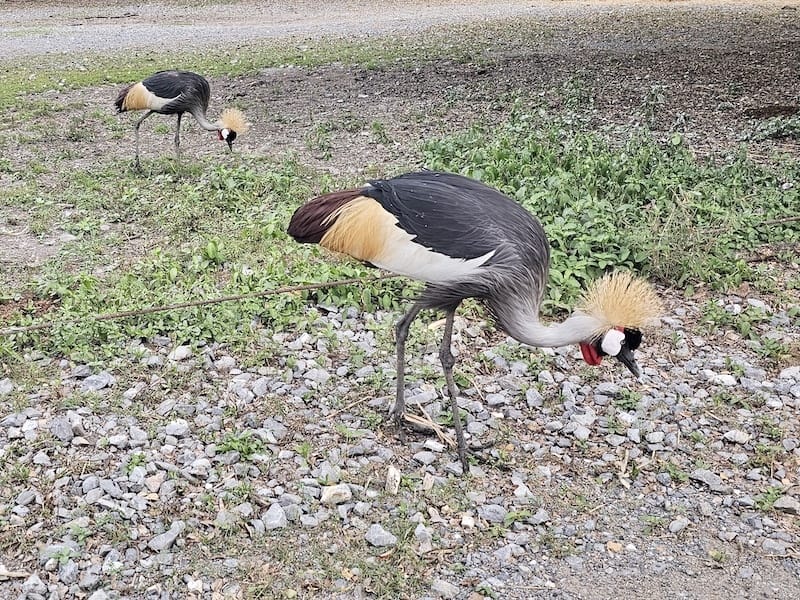 2024-11-05 真的泰好玩Day4-1曼谷野生動物園(