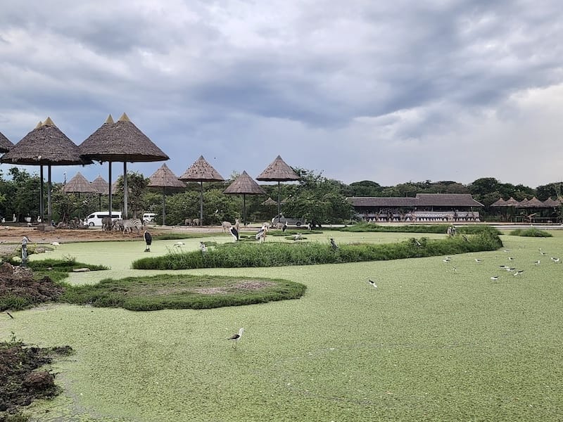 2024-11-05 真的泰好玩Day4-1曼谷野生動物園(