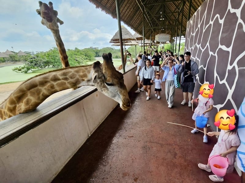 2024-11-05 真的泰好玩Day4-1曼谷野生動物園(