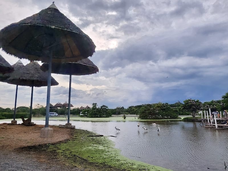 2024-11-05 真的泰好玩Day4-1曼谷野生動物園(