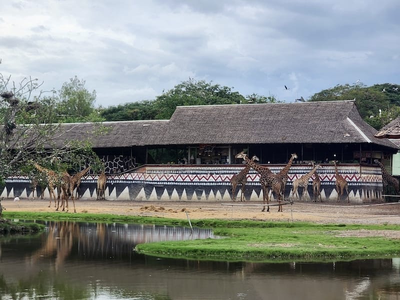 2024-11-05 真的泰好玩Day4-1曼谷野生動物園(