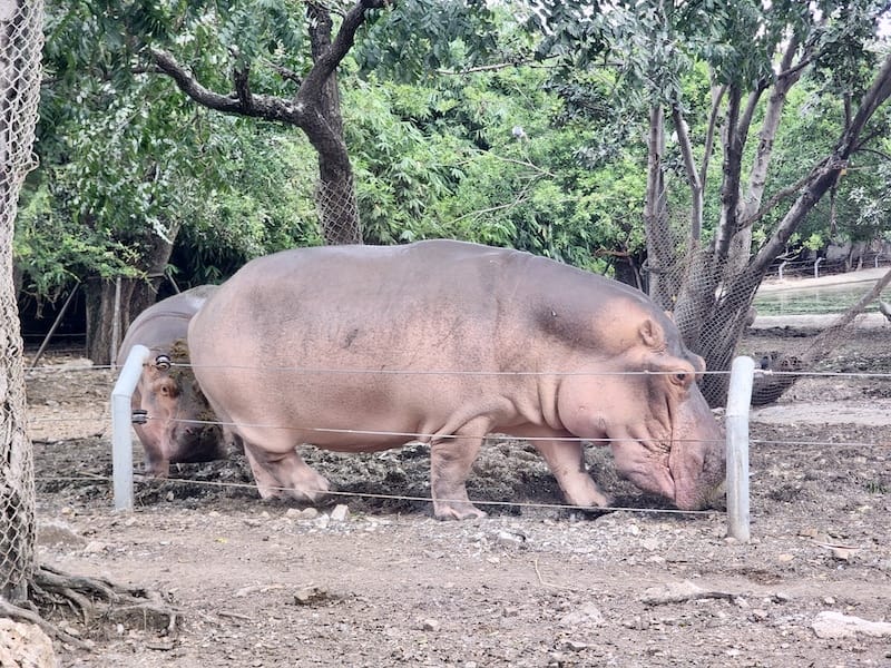 2024-11-05 真的泰好玩Day4-1曼谷野生動物園(