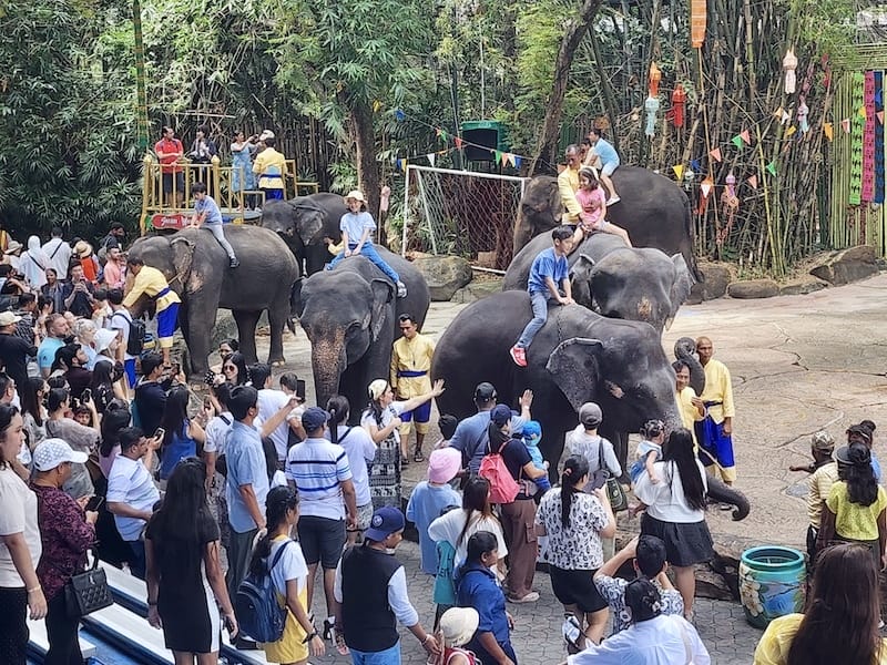 2024-11-05 真的泰好玩Day4-1曼谷野生動物園(