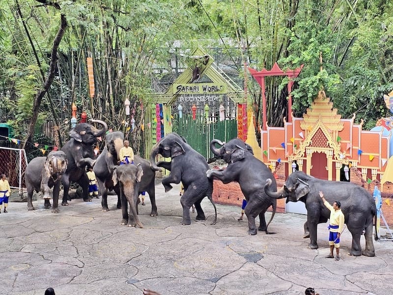 2024-11-05 真的泰好玩Day4-1曼谷野生動物園(