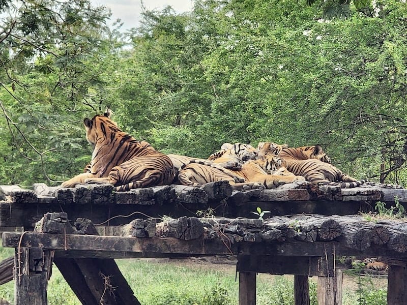 2024-11-05 真的泰好玩Day4-1曼谷野生動物園(