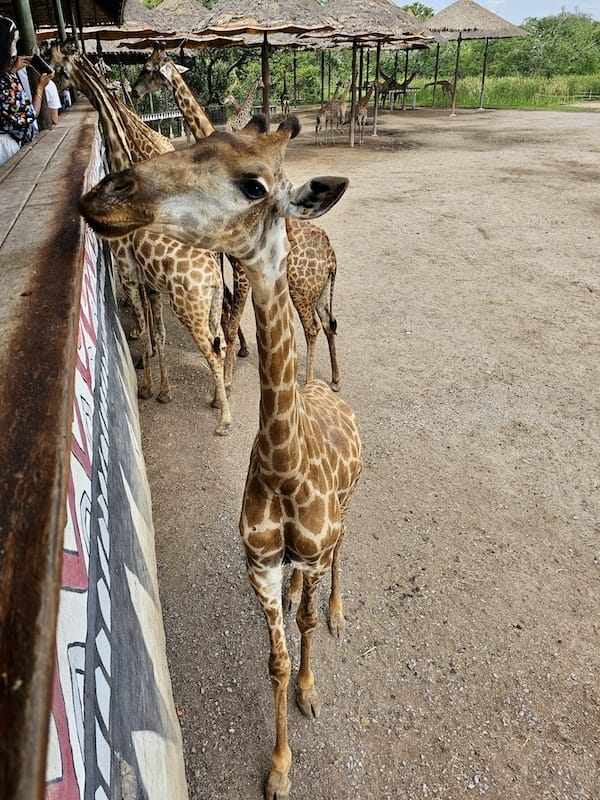 2024-11-05 真的泰好玩Day4-1曼谷野生動物園(