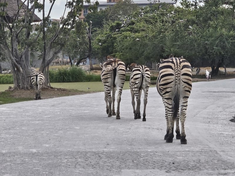 2024-11-05 真的泰好玩Day4-1曼谷野生動物園(