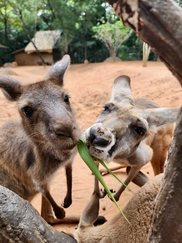 2024-11-05 真的泰好玩Day4-1曼谷野生動物園(