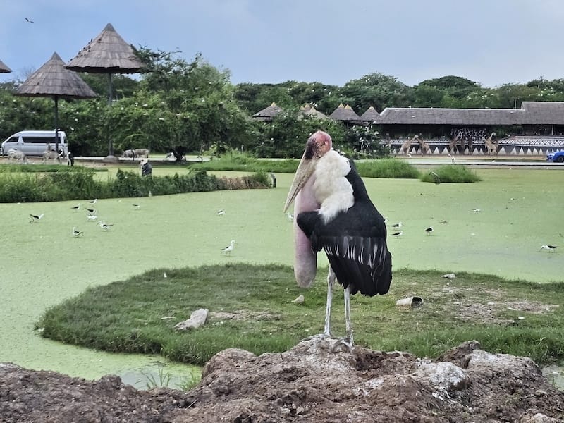 2024-11-05 真的泰好玩Day4-1曼谷野生動物園(