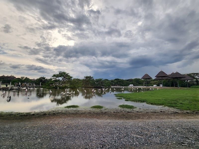 2024-11-05 真的泰好玩Day4-1曼谷野生動物園(