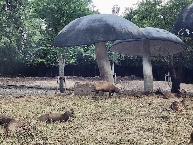 2024-11-05 真的泰好玩Day4-1曼谷野生動物園(