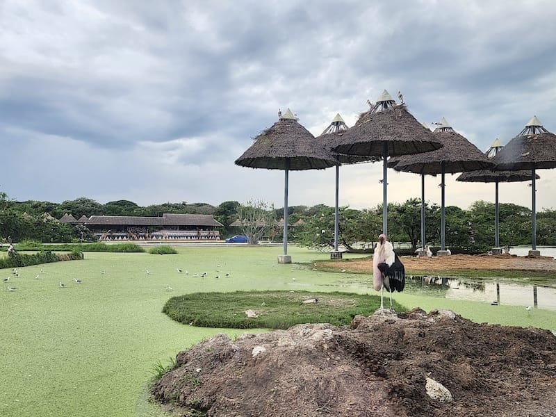 2024-11-05 真的泰好玩Day4-1曼谷野生動物園(