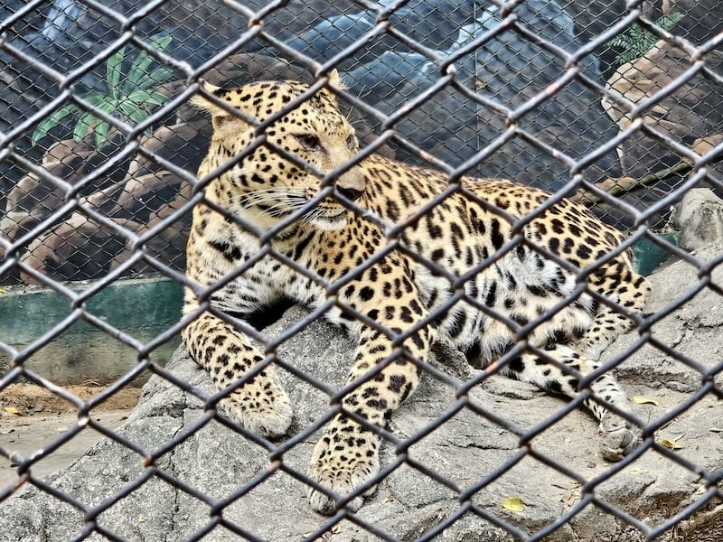 2024-11-05 真的泰好玩Day4-1曼谷野生動物園(