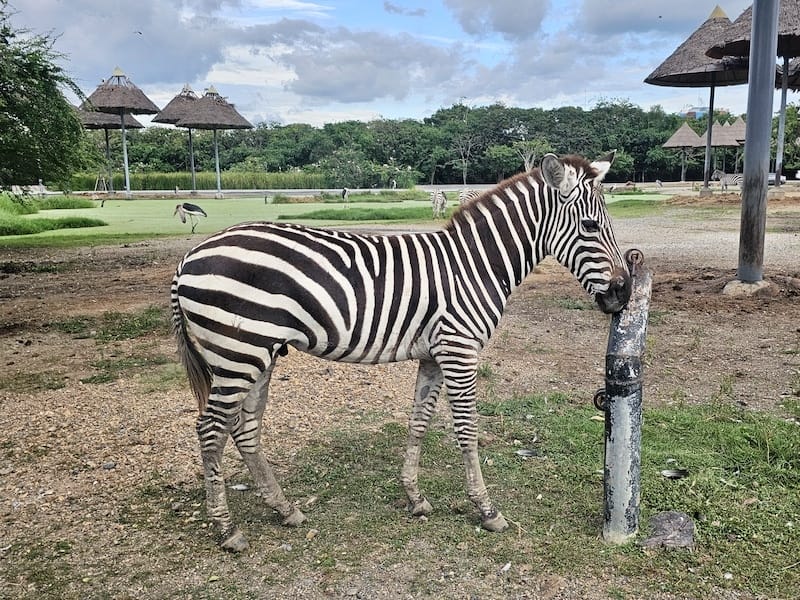2024-11-05 真的泰好玩Day4-1曼谷野生動物園(