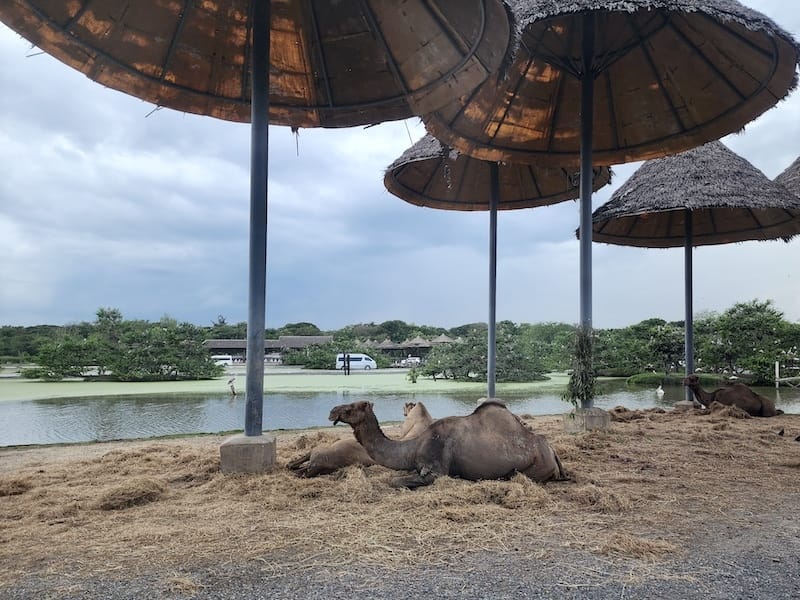2024-11-05 真的泰好玩Day4-1曼谷野生動物園(
