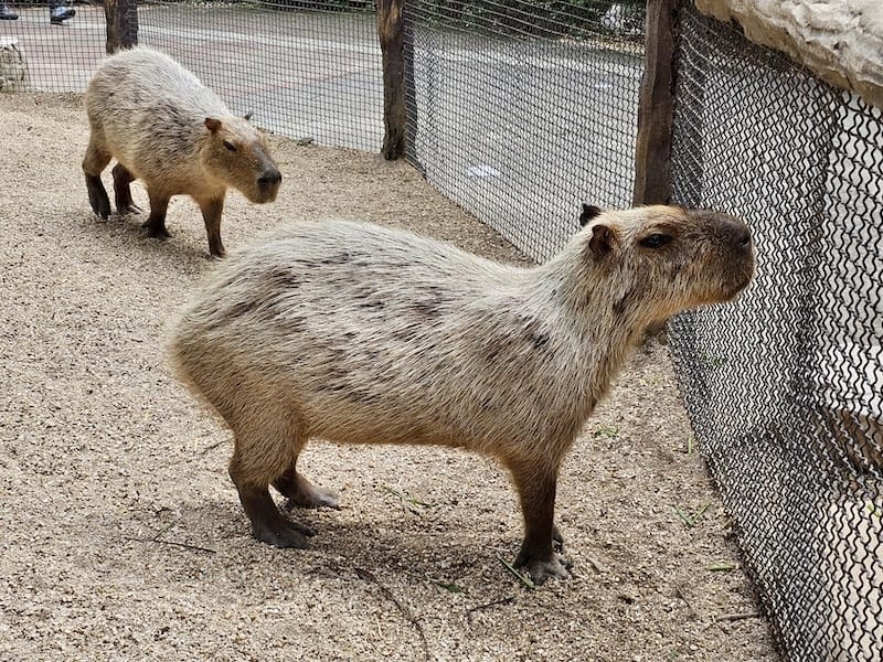 2024-11-05 真的泰好玩Day4-1曼谷野生動物園(