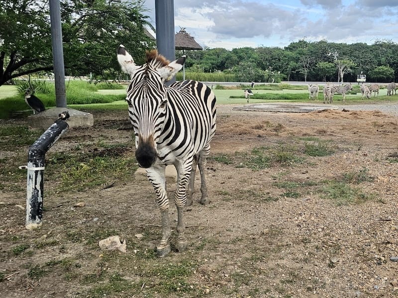 2024-11-05 真的泰好玩Day4-1曼谷野生動物園(