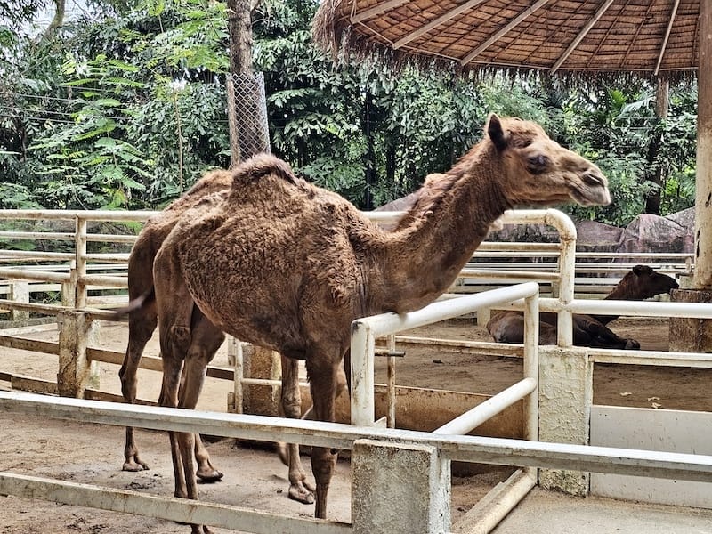 2024-11-05 真的泰好玩Day4-1曼谷野生動物園(