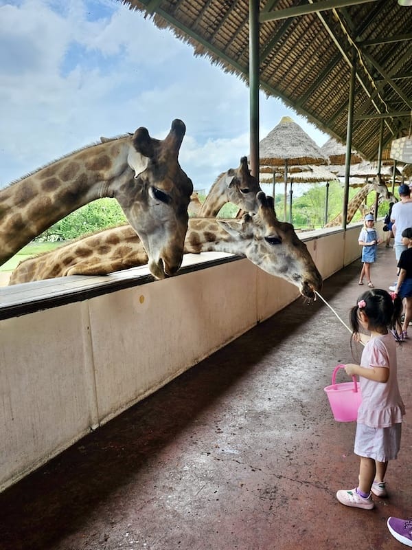 2024-11-05 真的泰好玩Day4-1曼谷野生動物園(