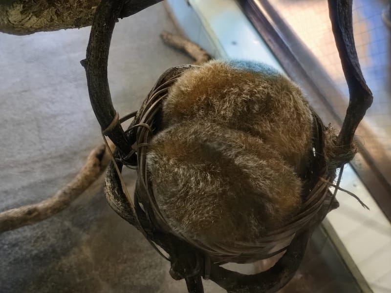 2025-05-14 九州親子自由行Day5 九州自然動物園