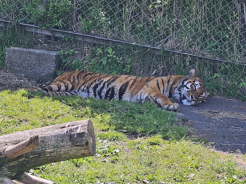 2025-05-14 九州親子自由行Day5 九州自然動物園