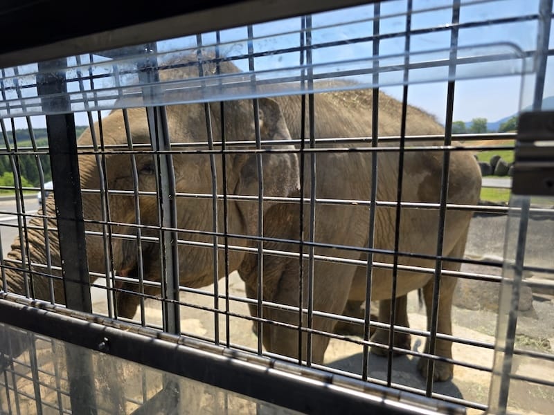 2025-05-14 九州親子自由行Day5 九州自然動物園