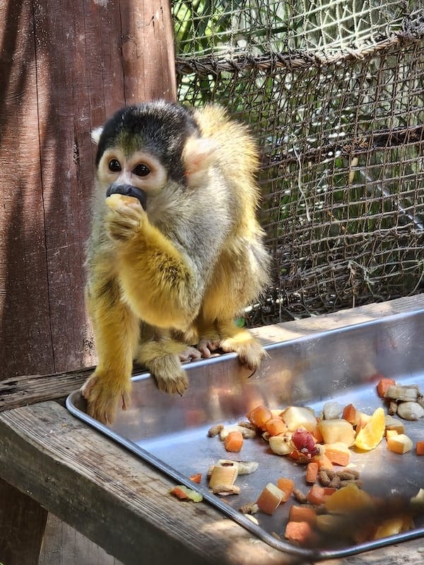 2025-05-14 九州親子自由行Day5 九州自然動物園
