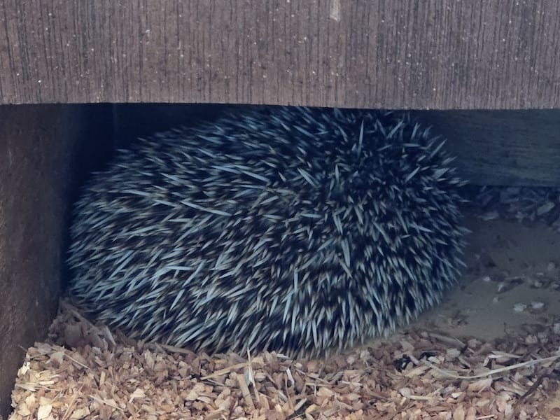 2025-05-14 九州親子自由行Day5 九州自然動物園