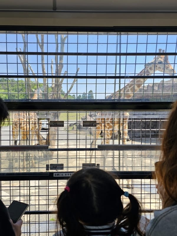 2025-05-14 九州親子自由行Day5 九州自然動物園