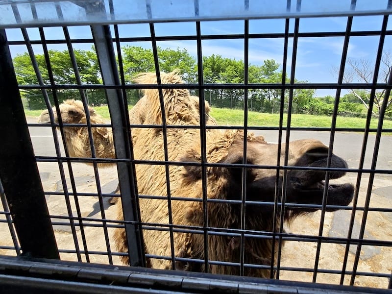 2025-05-14 九州親子自由行Day5 九州自然動物園