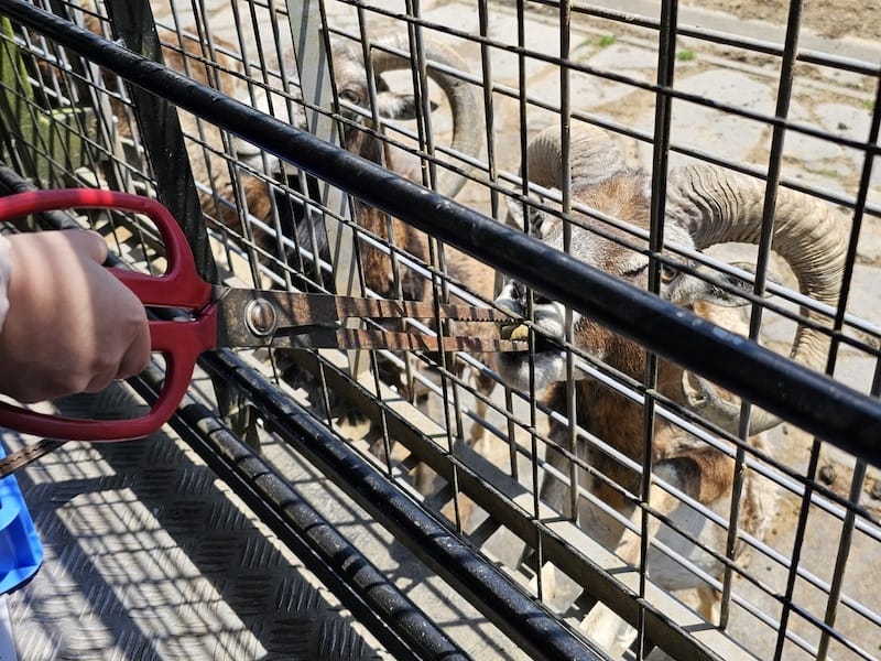 2025-05-14 九州親子自由行Day5 九州自然動物園