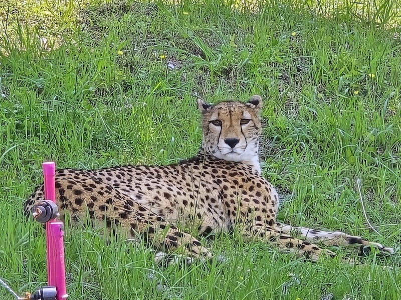 2025-05-14 九州親子自由行Day5 九州自然動物園