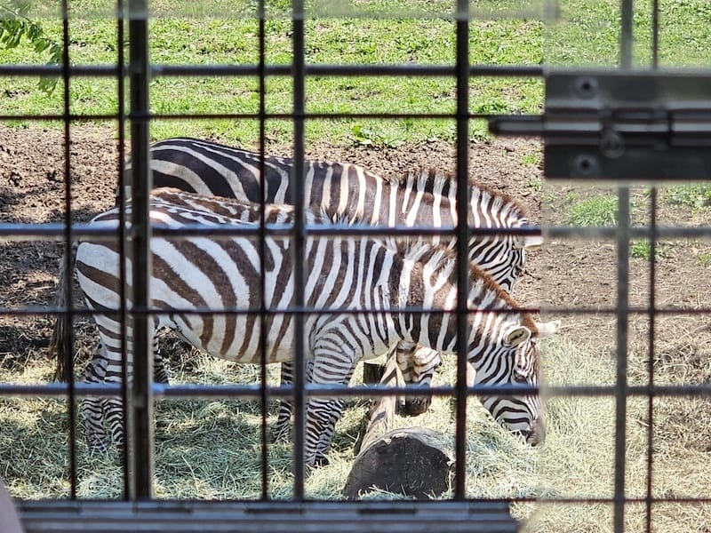2025-05-14 九州親子自由行Day5 九州自然動物園