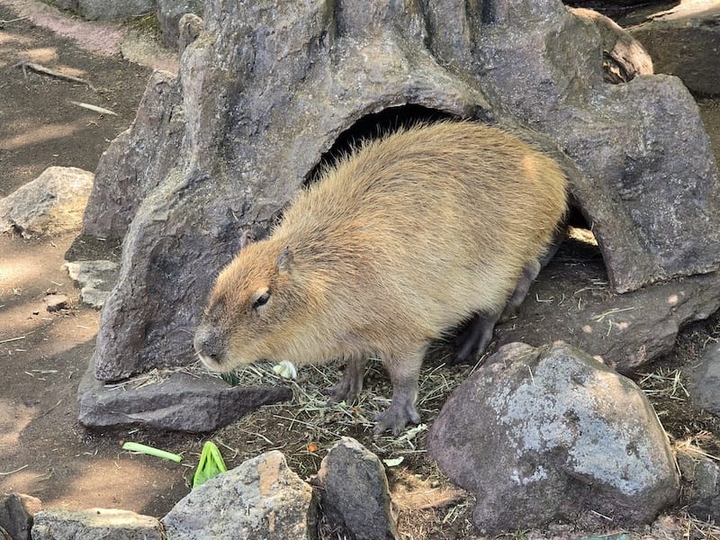 2025-05-14 九州親子自由行Day5 九州自然動物園