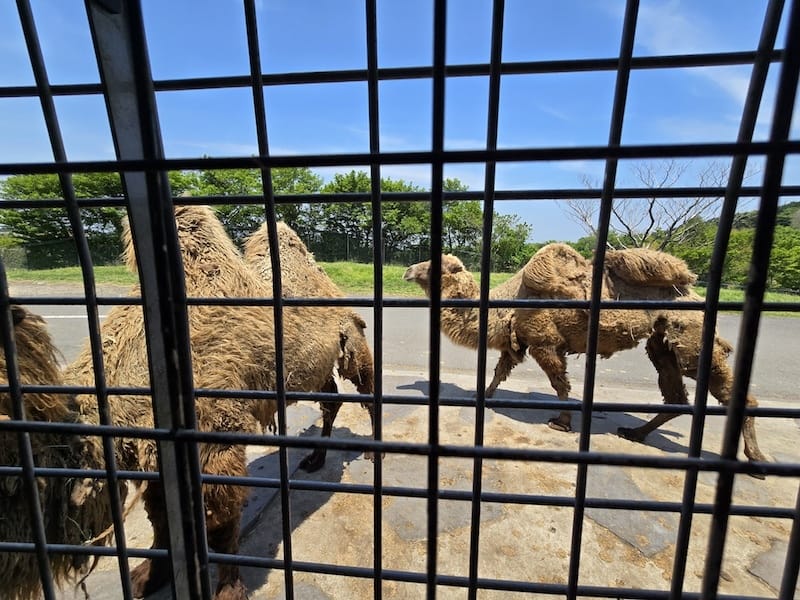2025-05-14 九州親子自由行Day5 九州自然動物園