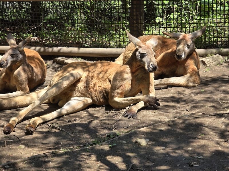 2025-05-14 九州親子自由行Day5 九州自然動物園
