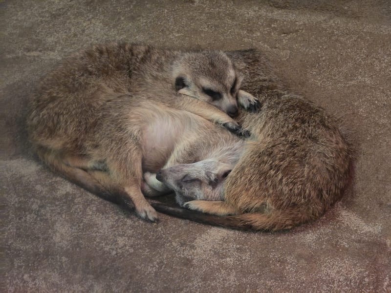 2025-05-14 九州親子自由行Day5 九州自然動物園