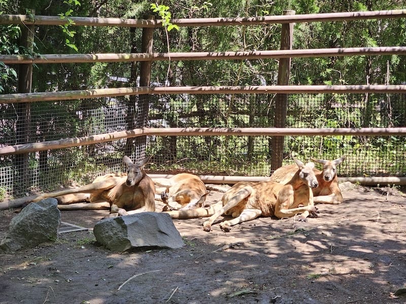 2025-05-14 九州親子自由行Day5 九州自然動物園