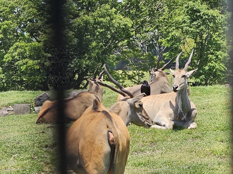2025-05-14 九州親子自由行Day5 九州自然動物園
