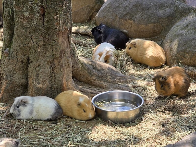 2025-05-14 九州親子自由行Day5 九州自然動物園